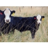 Image 6 : Cody Plumb - 640# Steer Calves - 35 Head (Enchant, AB)
