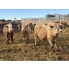 Image 1 : Brian Perillat - 725# April Delivery Steers - 70 Head (Linden, AB)