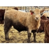 Image 3 : Birch Island Land & Cattle - 1050# April Delivery Steers - 171 Head (Rhein, SK)
