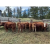 Image 2 : Bob & Donna, Nikita Leavitt - 600# October Delivery Steer Calves - 55 Head (Kamloops, BC) VBP+