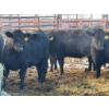 Image 3 : Calberta Farms - 13 Heifers (Pen 402)