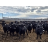 Image 3 : Shay & Sharmon Wilson - 920# March Delivery Steers - 115 Head (Bow Island, AB)