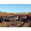Image 6 : Justin Unrau - 1025# September Delivery Heifers - 176 Head (MacGregor, MB)