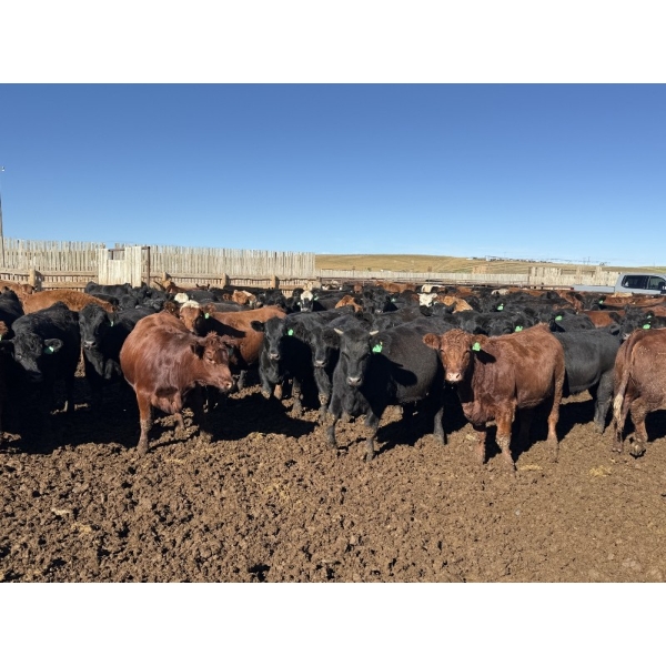 Two River Ranch - 900# October Delivery Heifers - 140 Head (Monarch, AB)