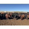 Image 1 : Two River Ranch - 900# October Delivery Heifers - 140 Head (Monarch, AB)