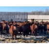 Image 3 : Hillcrest Farming Co. - 800# February Delivery Steers - 75 Head (Dundurn, SK)