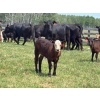 Image 3 : Hines Ranching Co. Ltd. - 525# November Delivery Steer Calves - 100 Head (Marwayne, AB)