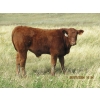 Image 3 : Andrew Ranching - 520# Steer Calves - 90 Head (Rolling Hills, AB)
