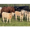 Image 3 : Jubilee Farms Ltd. - 700# February Delivery Weaned Steers - 180 Head (Westlock, AB)