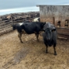 Image 4 : Idaho Dairies/Ranches - 22 Cows (Burley, ID)