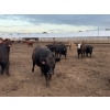 Image 11 : Chipping Hill Cattle Co. - 1000# September Delivery Heifers - 244 Head (MacGregor, MB)