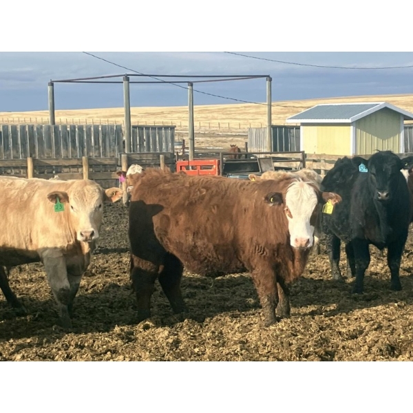 Hawk Ranching - 990# April Delivery Steers - 174 Head (Nanton, AB)