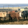 Image 1 : Hawk Ranching - 990# April Delivery Steers - 174 Head (Nanton, AB)