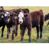 Image 6 : Clay Ridge Stock Farms Inc. - 580# Nov/Dec Steer Calves - 105 Head (Fairlight, SK)