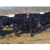 Image 2 : Double X Management - 36 5th Calvers (Langruth, MB)