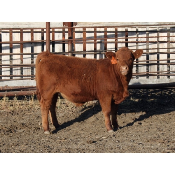 Milford Farming Co. - 925# December Delivery Weaned Steers - 130 Head (Raymond, AB)