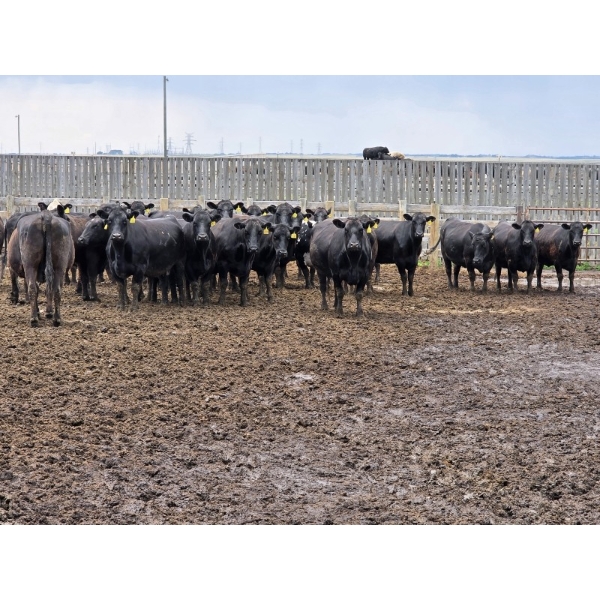 M.S. MacLean Livestock - 1400# Black/BBF Feeding Cows - 29 Head (Coaldale, AB)