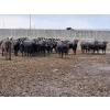 Image 1 : M.S. MacLean Livestock - 1400# Black/BBF Feeding Cows - 29 Head (Coaldale, AB)