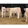 Image 12 : C & L Livestock - 30 Black 2nd Calf 3-Way Pairs (Edam, SK) VBP+