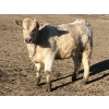 Image 9 : Winnifred Colony Farming Ltd. - 835# February Delivery Heifers - 44 Head (Winnifred, AB)