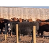 Image 5 : Bone Creek Ranch - 1100# November Delivery Open Heifers - 68 Head (Maple Creek, SK)