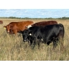 Image 5 : Edgar's Custom Farming Ltd. - 1025# Sept/Oct Delivery Grass Steers - 180 Head (Elkhorn, MB)