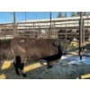 Image 2 : Crooked Creek Ranch - 2 Second Calvers (Pen 416)
