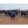 Image 4 : Terry Hines Livestock - 23 December Delivery Black Angus/Simmental X Bred Heifers (Marwayne, AB)