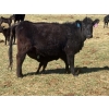 Image 2 : Kingsclere Ranch - 30 Black Angus X 1st Calf Pairs (Parson, BC)