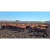 Image 5 : Cattlewood Farms Ltd. - 675# July Delivery Heifers - 90 Head (Fincastle, AB)