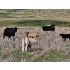 Image 2 : CK Cattle Co. (Scott & Laura Culligan) - 440# October Delivery Heifer Calves - 120 Head (Eyre, SK)