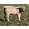 Image 6 : GW Murray Ranches - 600# November Delivery Steer Calves - 80 Head (Rolling Hills, AB)