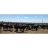 Image 7 : Cattlewood Farms Ltd. - 825# June/July Delivery Heifers - 120 Head (Fincastle, AB)