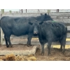 Image 2 : Rosgen Ranches - 3 Middle-Aged Cows (Pen 511)