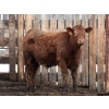 Image 5 : Barfus Farms - 865# December Delivery Weaned Steers - 205 Head (Hill Spring, AB)