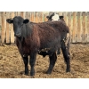 Image 6 : Richard Rosen - 1020# May Delivery Steers - 75 Head (Rainier, AB)