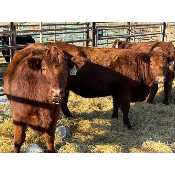 Duane & Austin Ashbacher - 6 Bred Heifers (Pen 152)