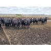 Image 3 : South Island Farms - 910# August Delivery Heifers - 140 Head (Bow Island, AB)