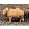 Image 5 : Lesher Lane Enterprises - 910# July Delivery Heifers - 204 Head (Lacombe, AB)