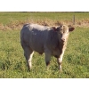 Image 3 : Squaw Valley Ranch - 750# October Delivery Steer Calves - 80 Head (Lumby, BC)