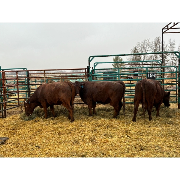 Prairie Ridge Ranch - 3 Mature Cows (Pen 154)