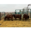 Image 1 : Prairie Ridge Ranch - 3 Mature Cows (Pen 154)