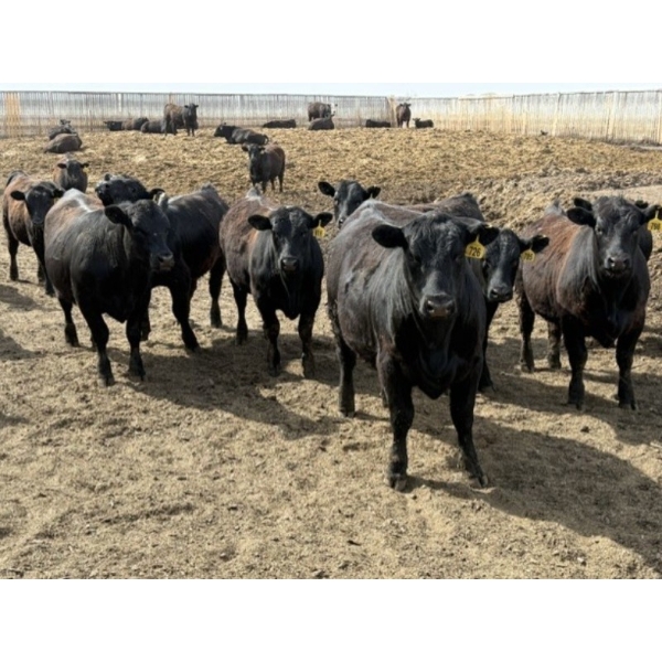 Hegedys Ranching - 970# May Delivery Steers - 160 Head (Acme, AB)