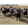 Image 1 : Hegedys Ranching - 970# May Delivery Steers - 160 Head (Acme, AB)