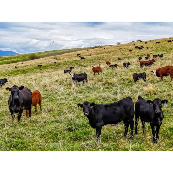 Coldstream Ranch 2002 Ltd. - 470# September Delivery Heifer Calves - 95 Head (Vernon, BC)