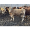 Image 13 : X Bar X Cattle Co. Ltd. - 948# April Delivery Steers - 65 Head (Lomond, AB)
