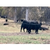 Image 9 : Beaver Ranch - 640# October Delivery Steer Calves - 95 Head (Quilchena, BC)