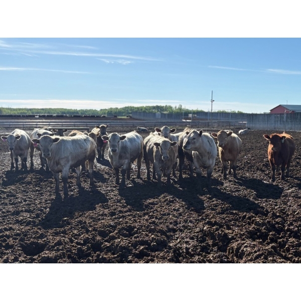 6U Cattle Company - 900# June Delivery Heifers - 70 Head (Manning, AB) VBP+