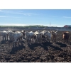Image 1 : 6U Cattle Company - 900# June Delivery Heifers - 70 Head (Manning, AB) VBP+