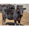 Image 11 : 9X Enterprises - 25 Black Angus X Replacement Heifers (Millicent, AB)